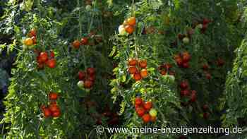 Der Juni entscheidet alles: Diese 8 simplen To-dos der Tomatenpflege muss jeder Gärtner kennen