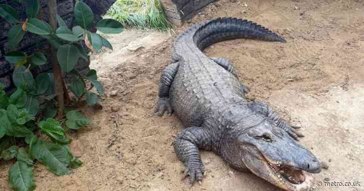 Suspect’s carers ‘on their phones’ when boy, 3, was thrown into crocodile pit