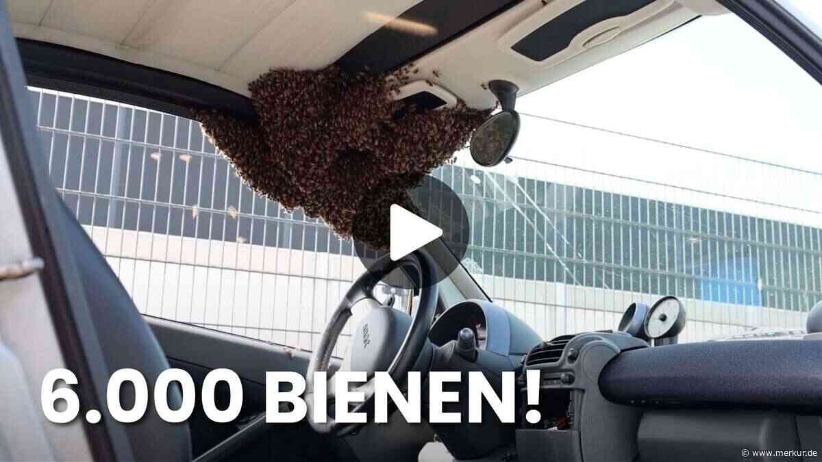 Video zeigt: 6.000 Bienen besetzen Auto – Imker rettet Wagen