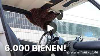 Video zeigt: 6.000 Bienen besetzen Auto – Imker rettet Wagen