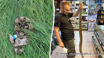Girl, 12, finds 6ft boa constrictor on North East golf course after hitting tee shot