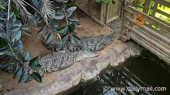'Disabled' suspect's carers 'were 10 metres behind him, on their phones and not paying much attention' at crocodile zoo before he 'hurled three-year-old boy into enclosure'
