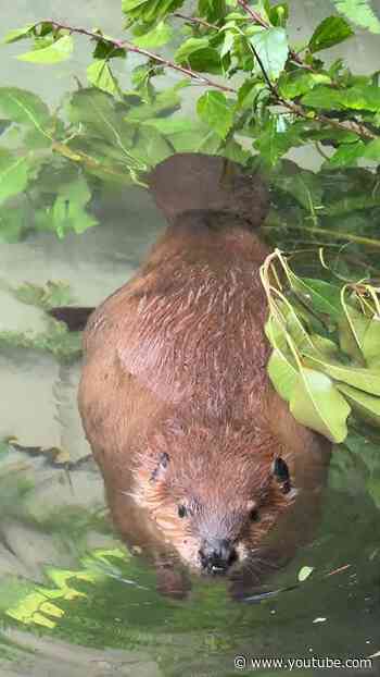Beaver Swim Session 🦫