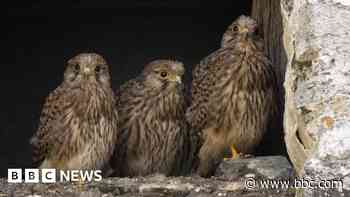 Photographers share wildlife gems as summer starts