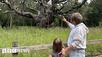 Why the death of the famous Major Oak matters