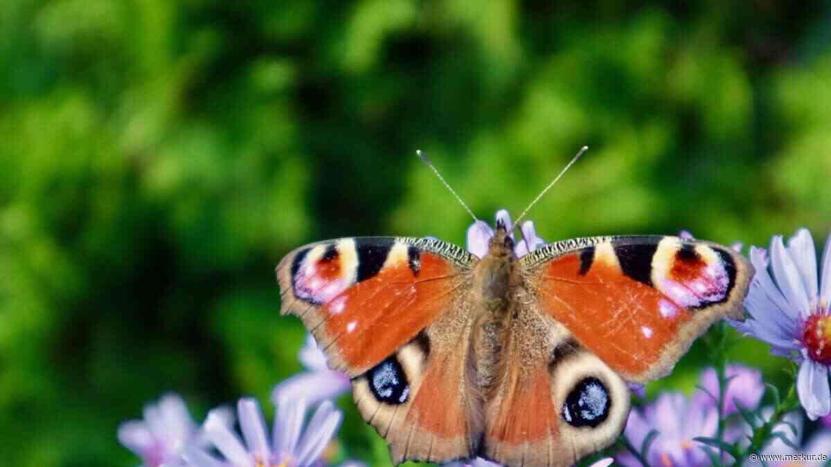 Welche Wildtiere leben in Ihrem Garten? Zeigen Sie uns Ihre besten Bilder