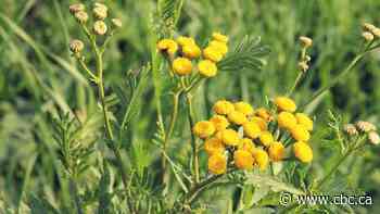 'Wildwashing' in the garden: Why wildflower mixes may do more harm than good
