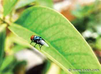 Texas launches New World screwworm tracker website