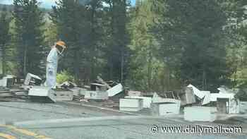 250 million bees on the loose in Yellowstone nightmare as sheriff's heroic response saves terrified tourists