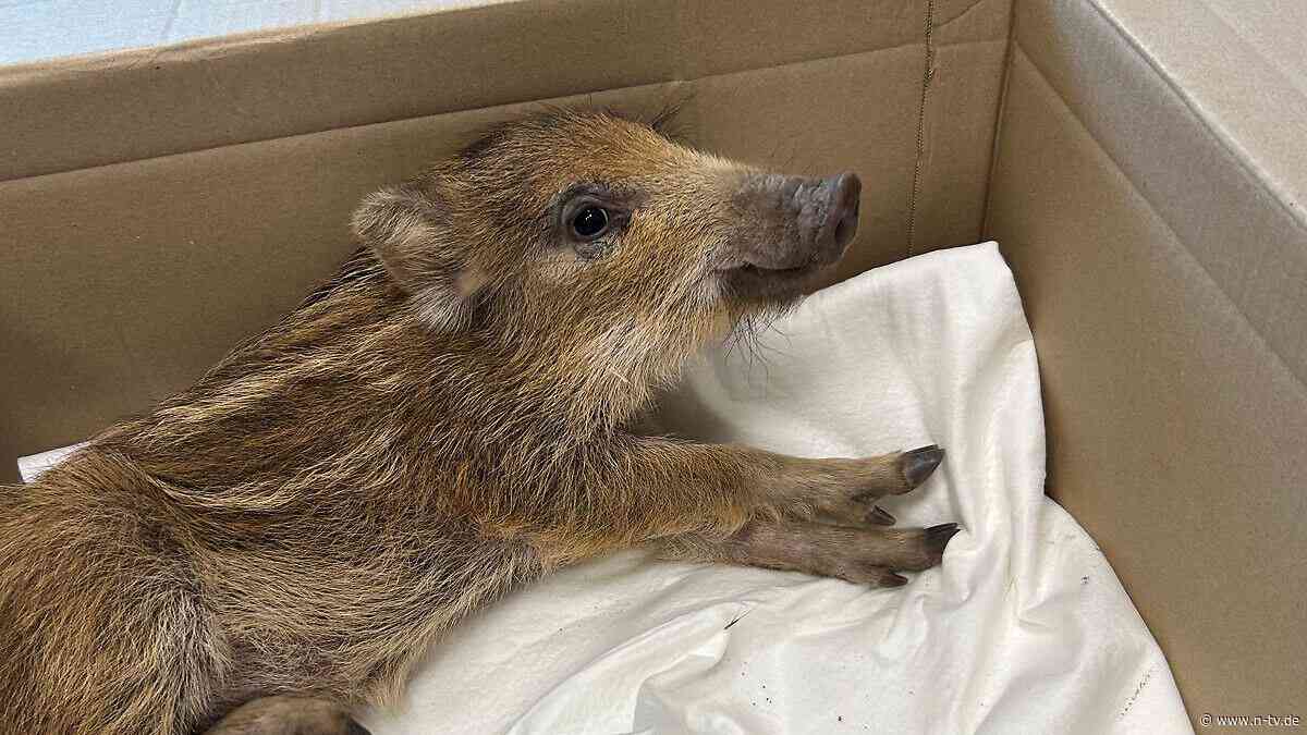 Allein auf Hauptstraße unterwegs: Polizei fängt junges Wildschwein mitten in Idar-Oberstein ein