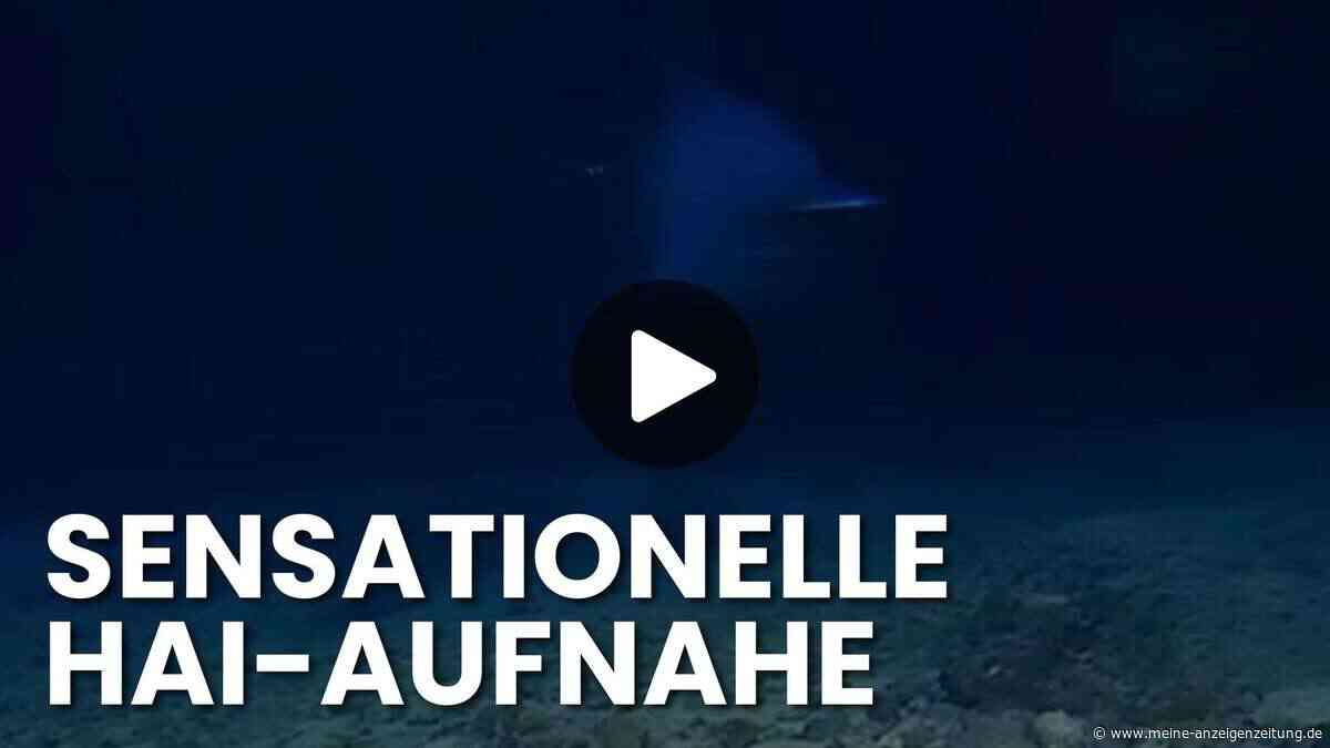 Koboldhai-Video: Forscher filmen „hässlichsten Hai“ der Welt