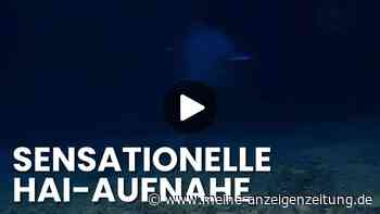 Koboldhai-Video: Forscher filmen „hässlichsten Hai“ der Welt