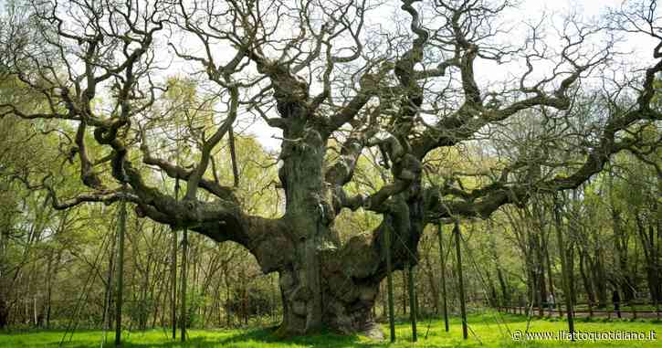 Addio alla “Major Oak”, è morta la millenaria quercia di Robin Hood nella foresta di Sherwood: “È colpa anche dei turisti, così l’hanno portata alla morte”