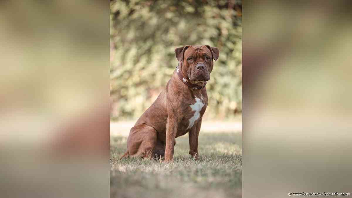Schweres Schicksal: Hinter Alfis hartem Panzer steckt ein verspielter Schmusehund