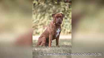 Schweres Schicksal: Hinter Alfis hartem Panzer steckt ein verspielter Schmusehund