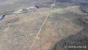 Paths carved into boreal peatlands for oil and gas exploration could be speeding up climate change: study