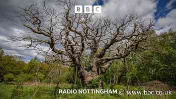 Why has Major Oak died?