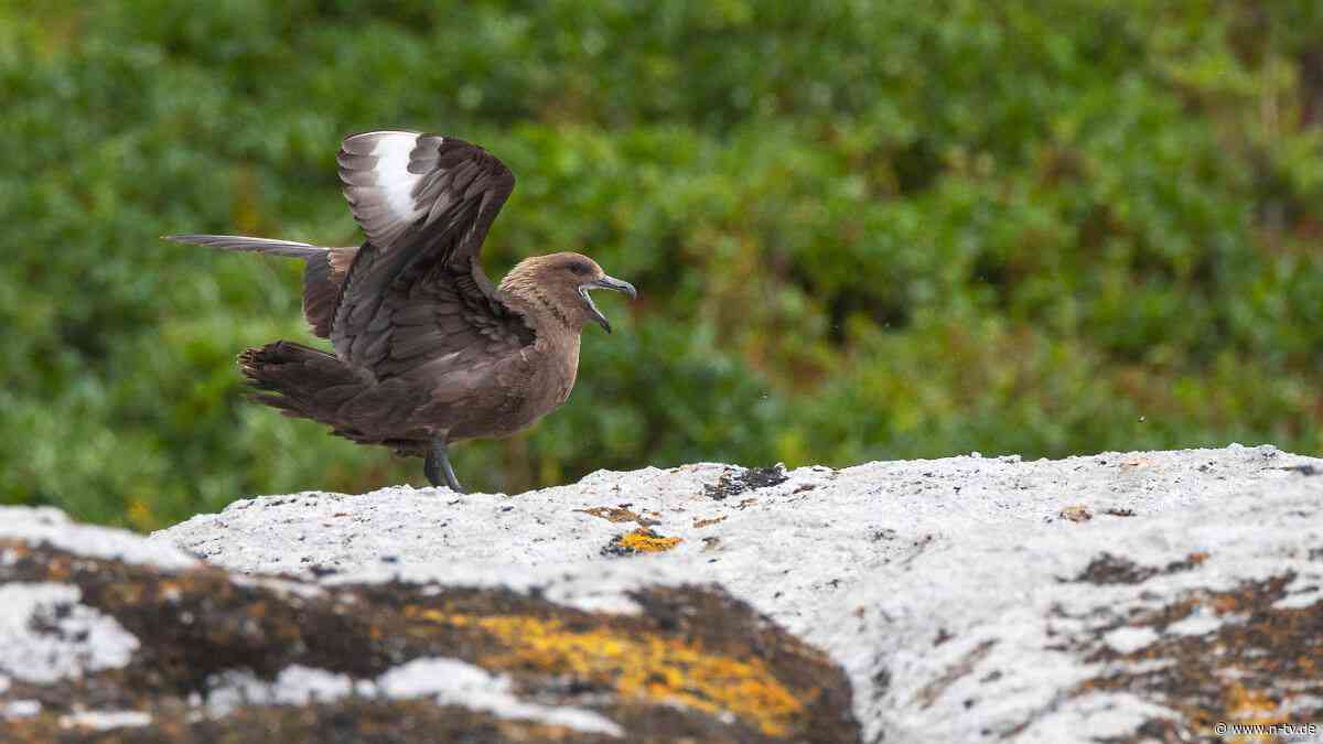Infizierte Möwe in Australien: Vogelgrippe erreicht auch den letzten Kontinent