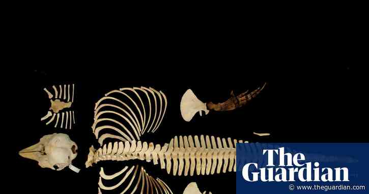 Skeleton of the world’s rarest marine mammal preserved by digital imaging