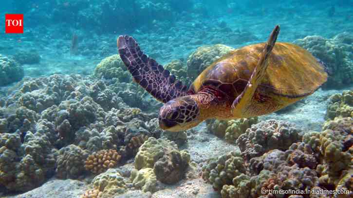 SOP released to conserve sea turtles across 36 islands of Lakshadweep