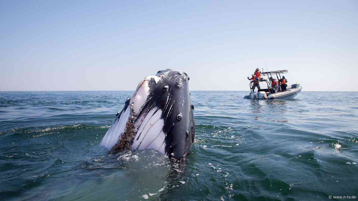 Normalerweise sesshafte Tiere: Buckelwal verlässt Gruppe und schwimmt allein große Strecke