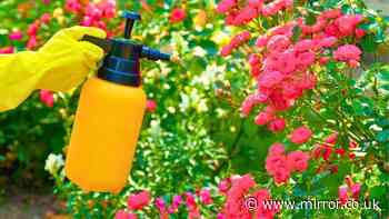 Aphids will stay off roses and not come back if you spray the flowers with 1 natural item