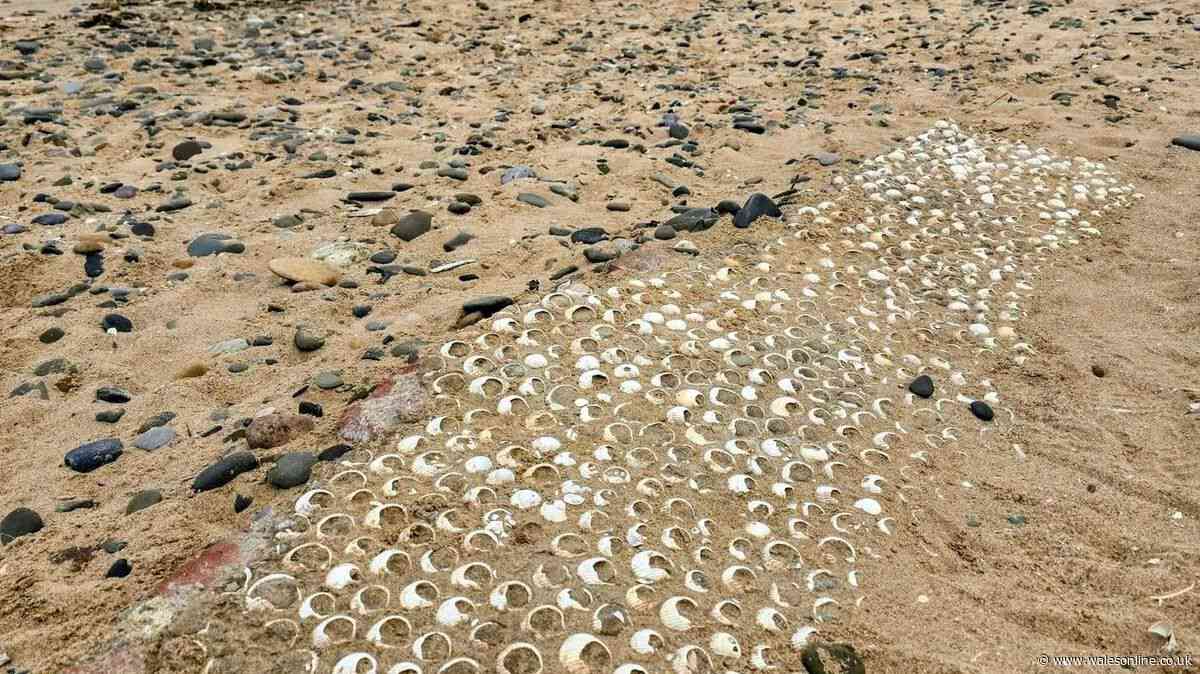 Seashells on a Welsh beach the ghostly reminder of a community that vanished