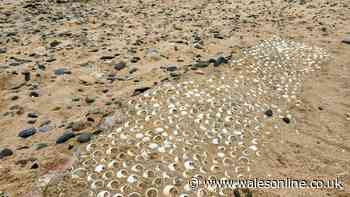 Seashells on a Welsh beach the ghostly reminder of a community that vanished