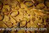 400 Gold Coins Recovered From 17th-Century Shipwreck Shed Light on Dutch Trading History&nbsp;