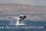 These Humpback Whales Rarely Leave Oman &mdash; One Just Made a Surprising Trip to India