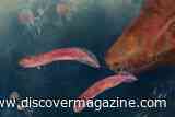 Ancient Crocodile-Like Babies Challenge What We Know About Tetrapod Evolution &nbsp;