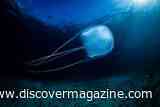 Box Jellyfish Venom Punctures Cells, Disrupts the Heart, and Can Kill Within Minutes