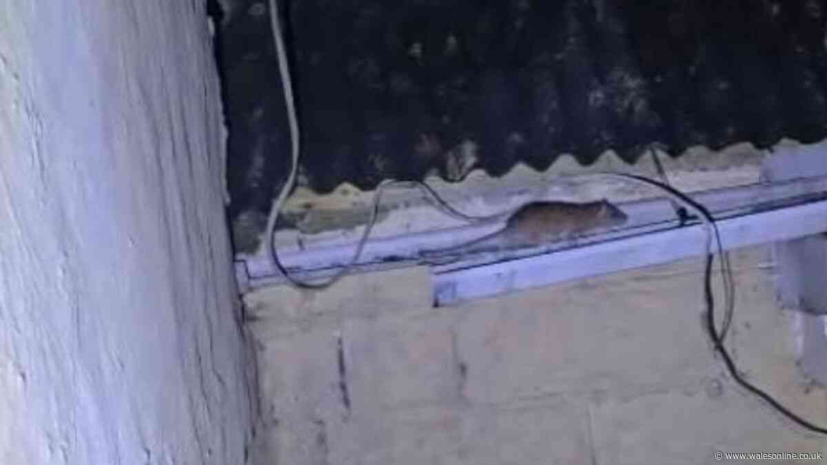 Rat infestation around houses and school caused by woman feeding birds