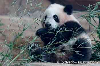 Primer cachorro de panda gigante nacido en Indonesia debutó en un zoológico: así es Satrio 'Rio' Wiratama