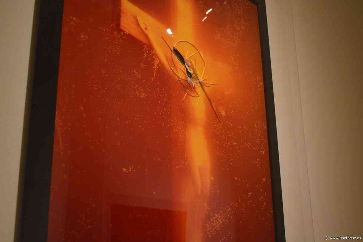 N.B. gallery aims to spark debate with urine-soaked crucifix photo, Tory MP weighs in