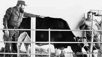 How Fidel Castro tried to recruit Dolly the Sheep scientist to clone the Cuban leader's favourite cow