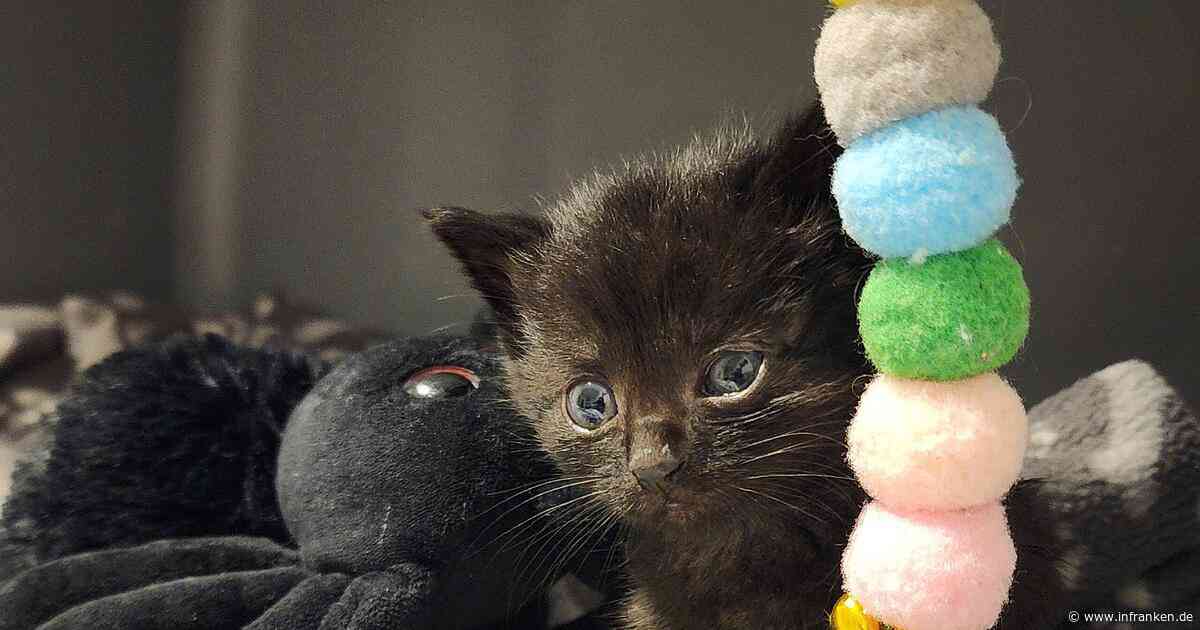 Tierheim Oberndorf: Zwei Bauarbeiter werden zu Lebensrettern