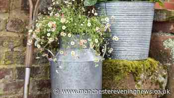 Garden lovers 'ditch' plant pots for Dunelm's 'traditional' planter with heavy reduction