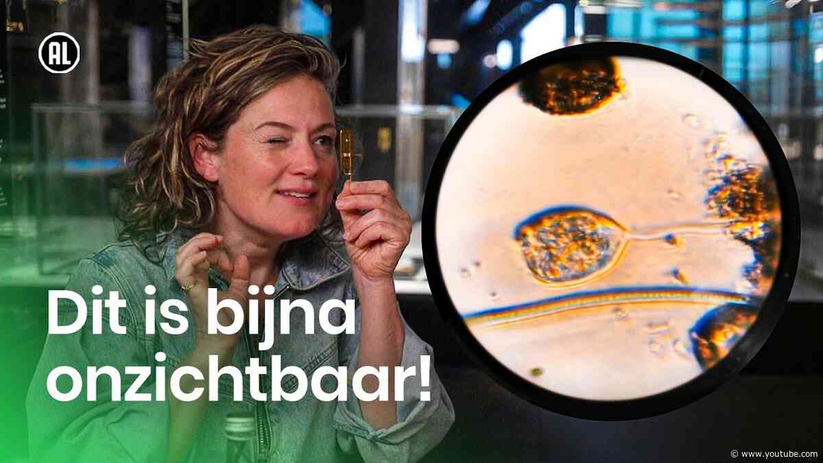 Hoe werkt een microscoop?