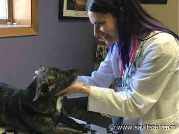 Pet vaccine clinic heads to Sault