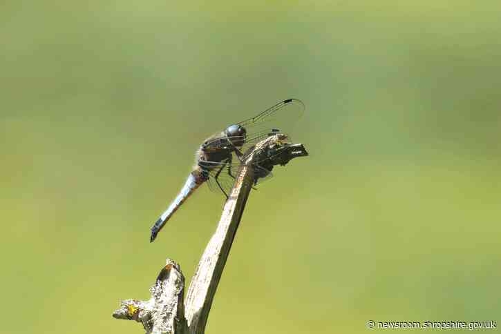 Rare dragonfly spotted in Shropshire