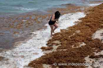 Smelly seaweed is covering Florida beaches - and researchers warn other states to be prepared