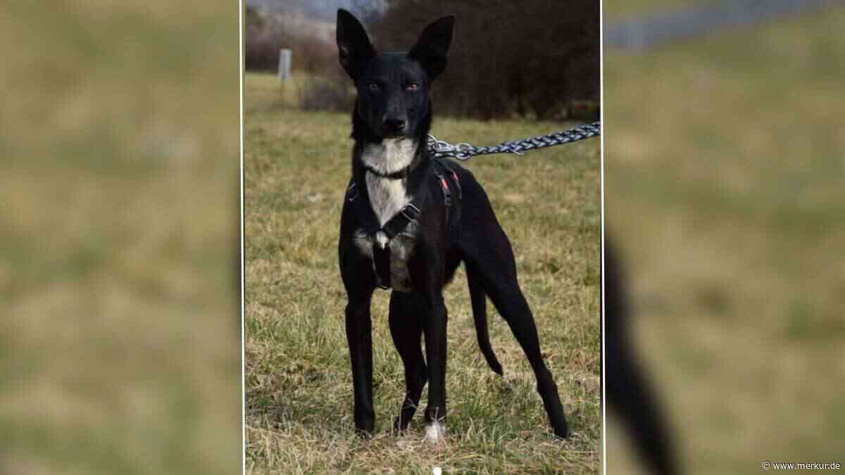 „Selbst der Tierarzt war ganz erschüttert“: Tierheim sucht Zuhause für Hündin Lucy