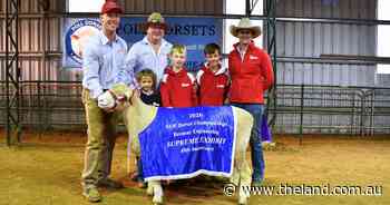 Powerful progeny: same flush produces top ewe, ram, at Dorset championships