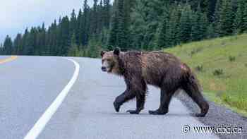 Grizzly found illegally shot along Alberta highway, poaching investigation underway