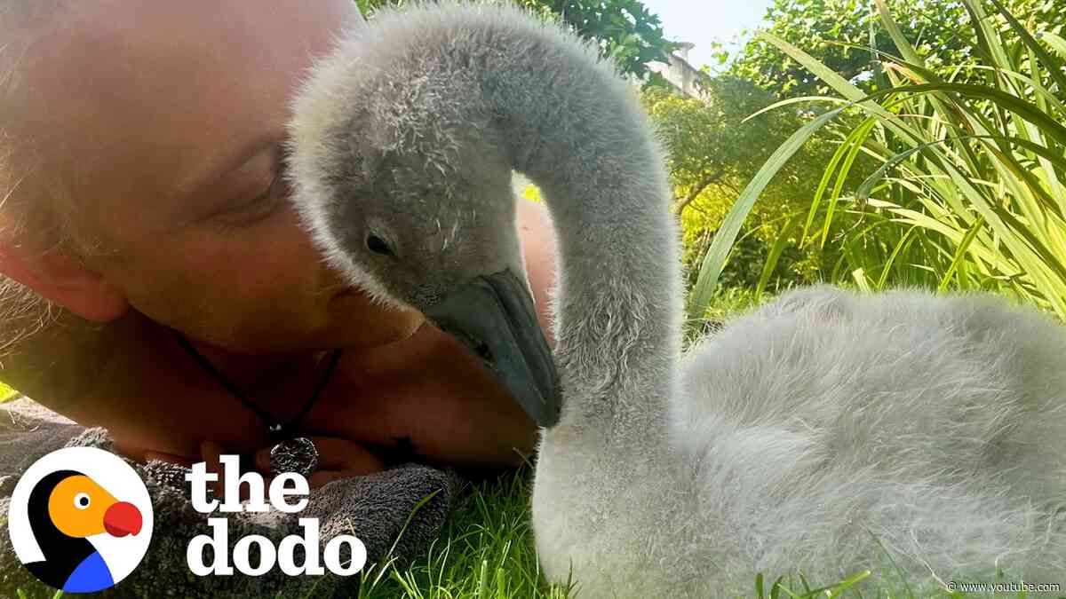 Man Brings Home An Abandoned Egg And Becomes A Swan Dad | The Dodo