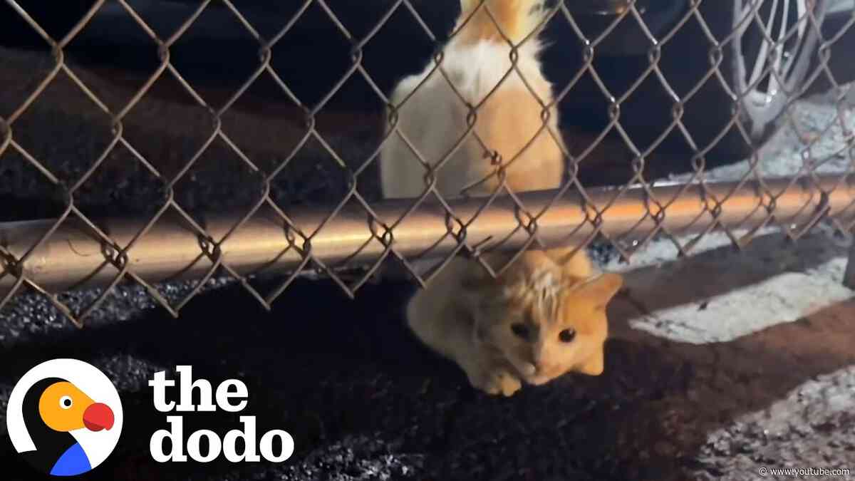 Woman Rescues A Cat She Found At A Car Dealership | The Dodo