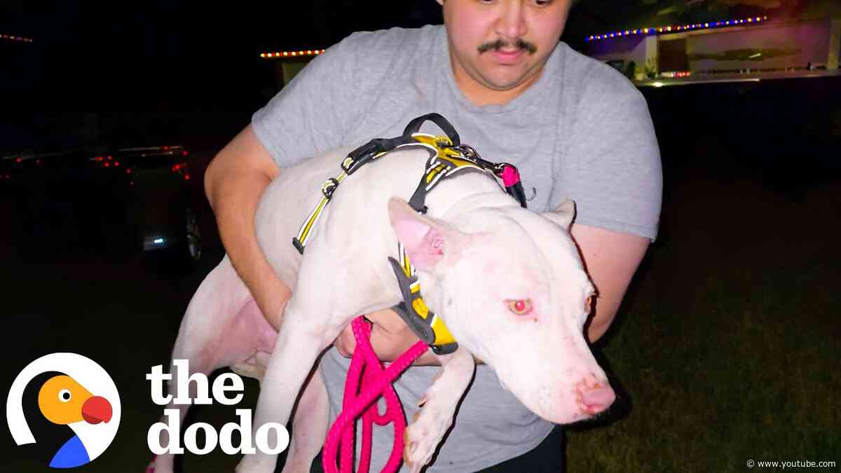 Scared Pittie Learns She’s Safe — And Can’t Stop Happy Wiggling | The Dodo