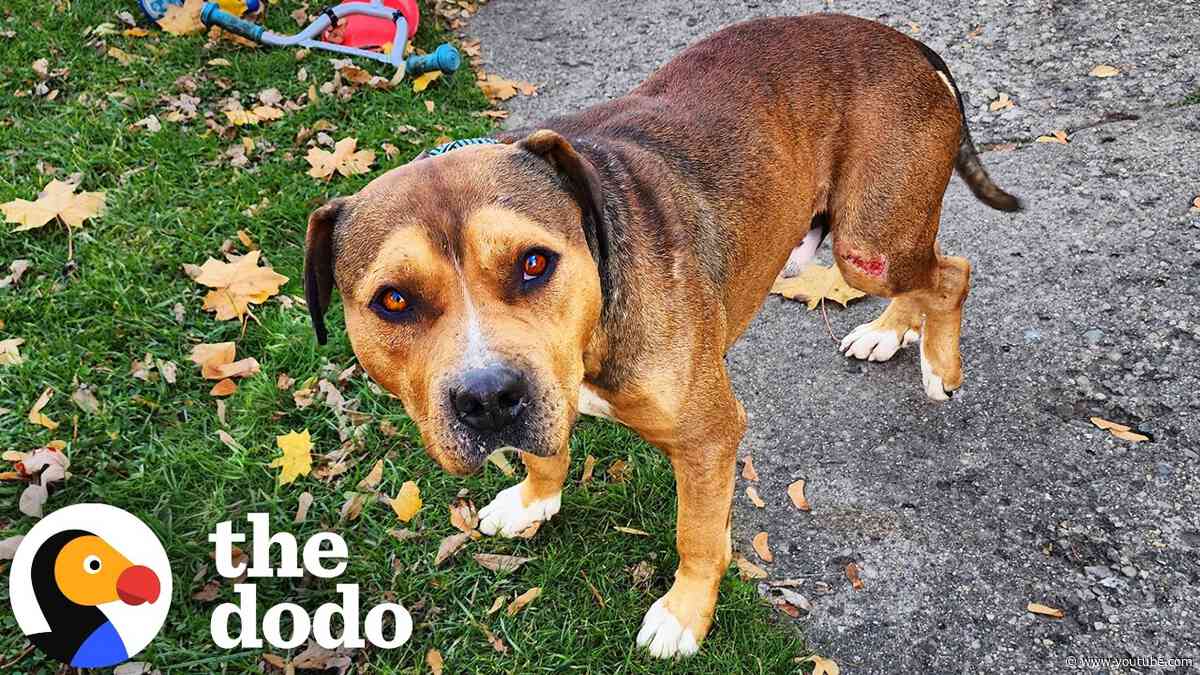Injured Pittie Somehow Finds The One Person Who Could Help | The Dodo
