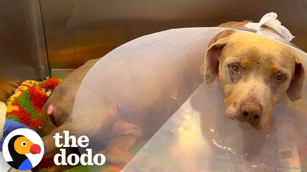 Senior Pittie Gets A Second Chance At Puppyhood | The Dodo